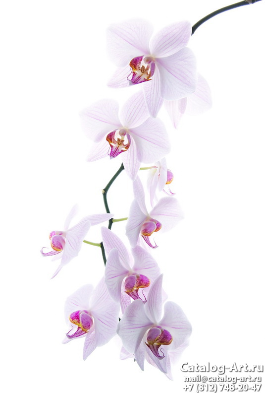 Натяжные потолки с фотопечатью - Розовые орхидеи 54